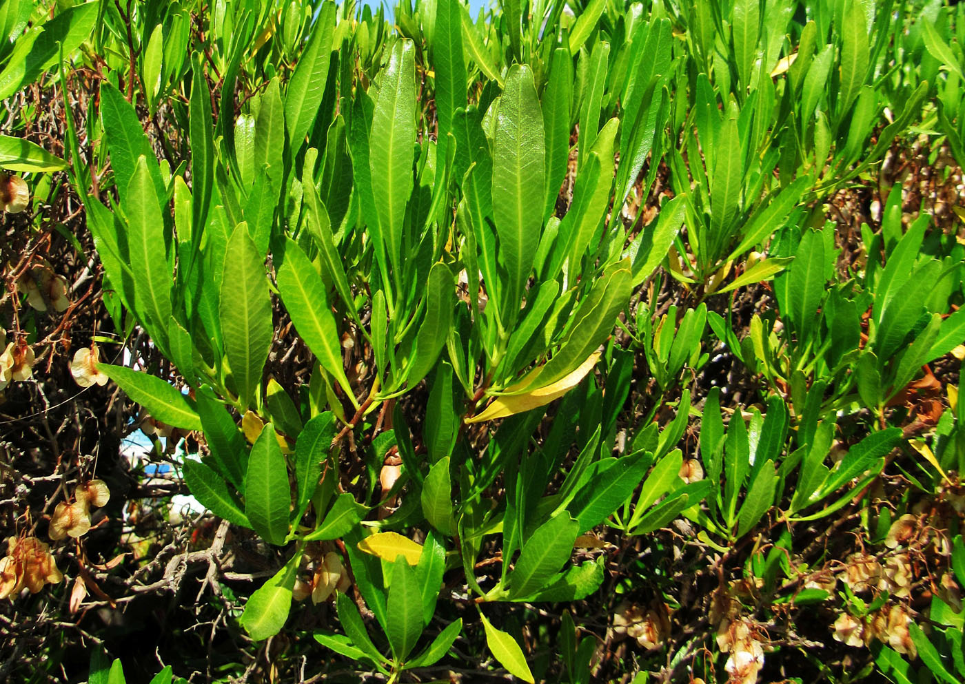 Изображение особи Dodonaea viscosa.