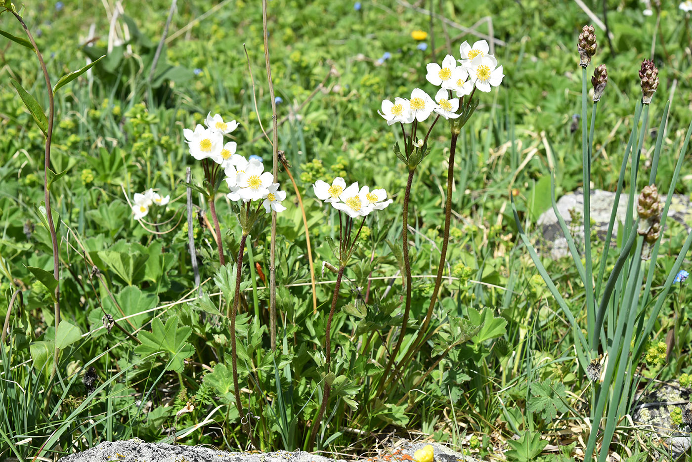 Изображение особи Anemonastrum protractum.