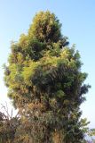 Grevillea robusta. Вегетирующее растение. Непал, провинция Лумбини-Прадеш, р-н Пальпа, г. Тансен. 25.11.2017.