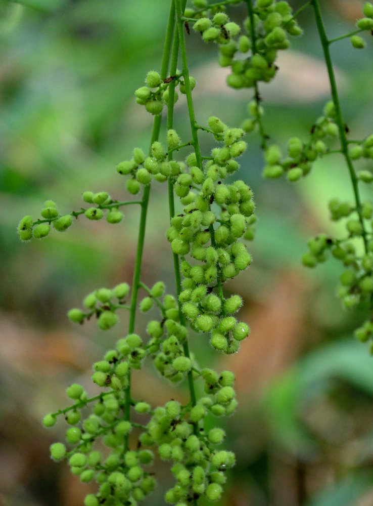 Image of Toxicodendron trichocarpum specimen.