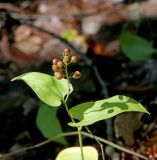 Maianthemum bifolium