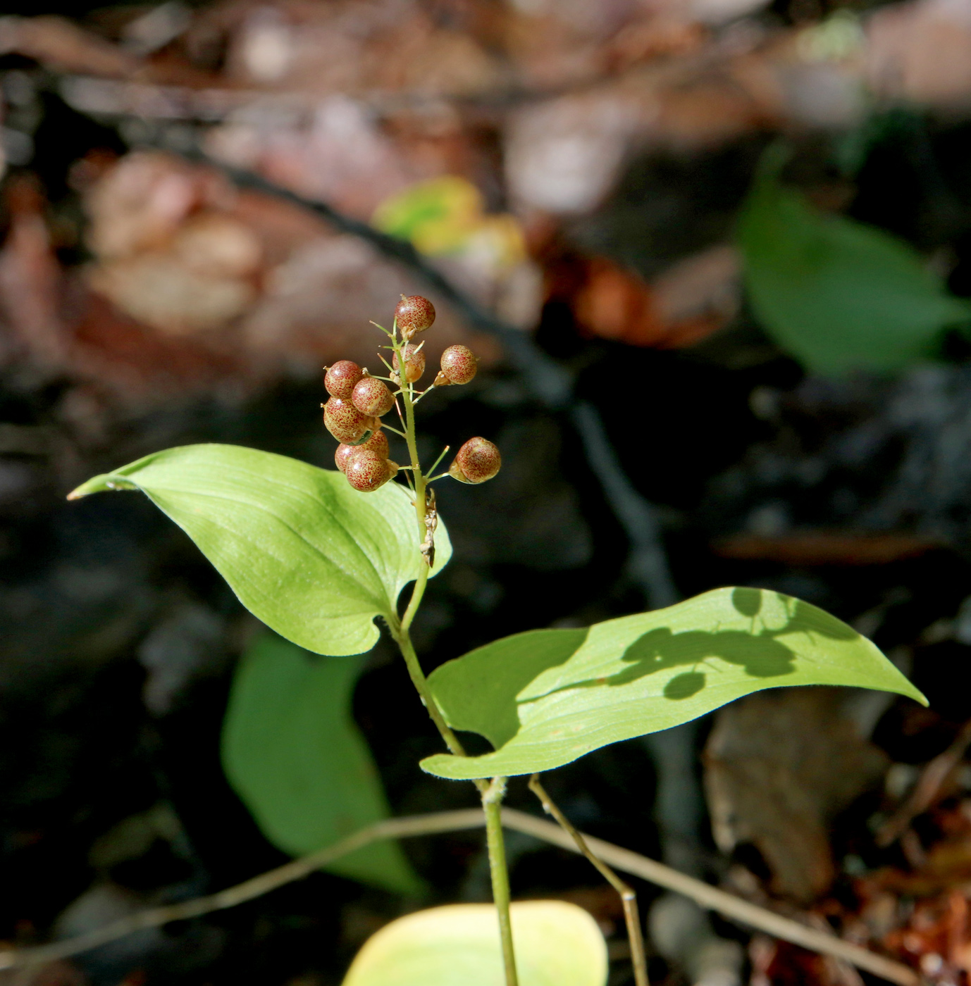 Изображение особи Maianthemum bifolium.