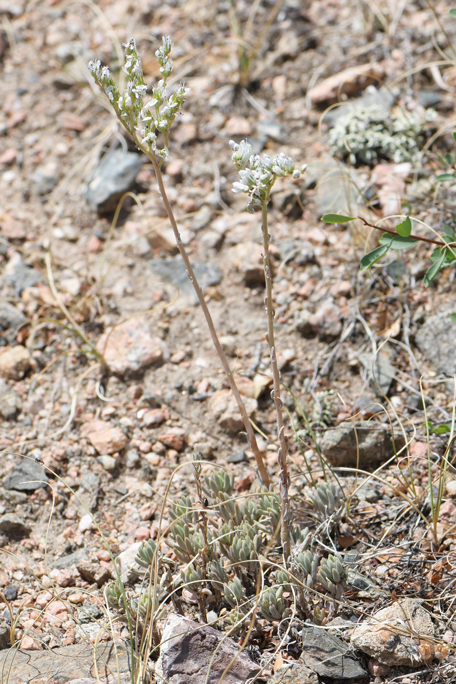 Image of Sedum alberti specimen.