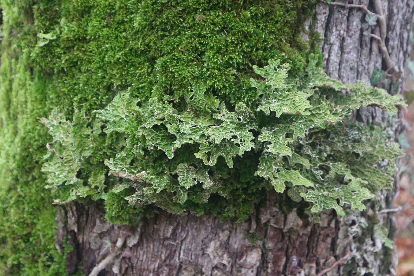 Изображение особи Lobaria pulmonaria.