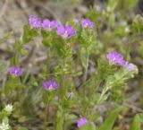 Legousia hybrida