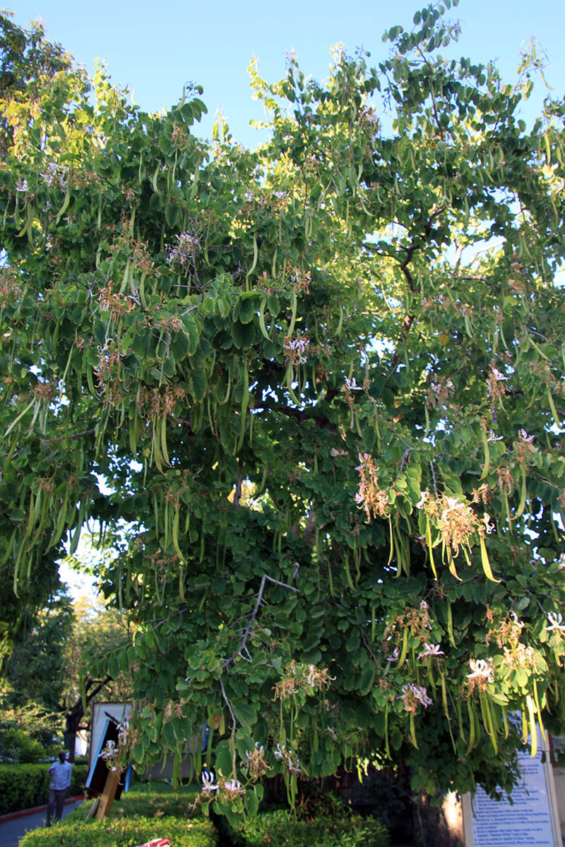 Image of genus Bauhinia specimen.