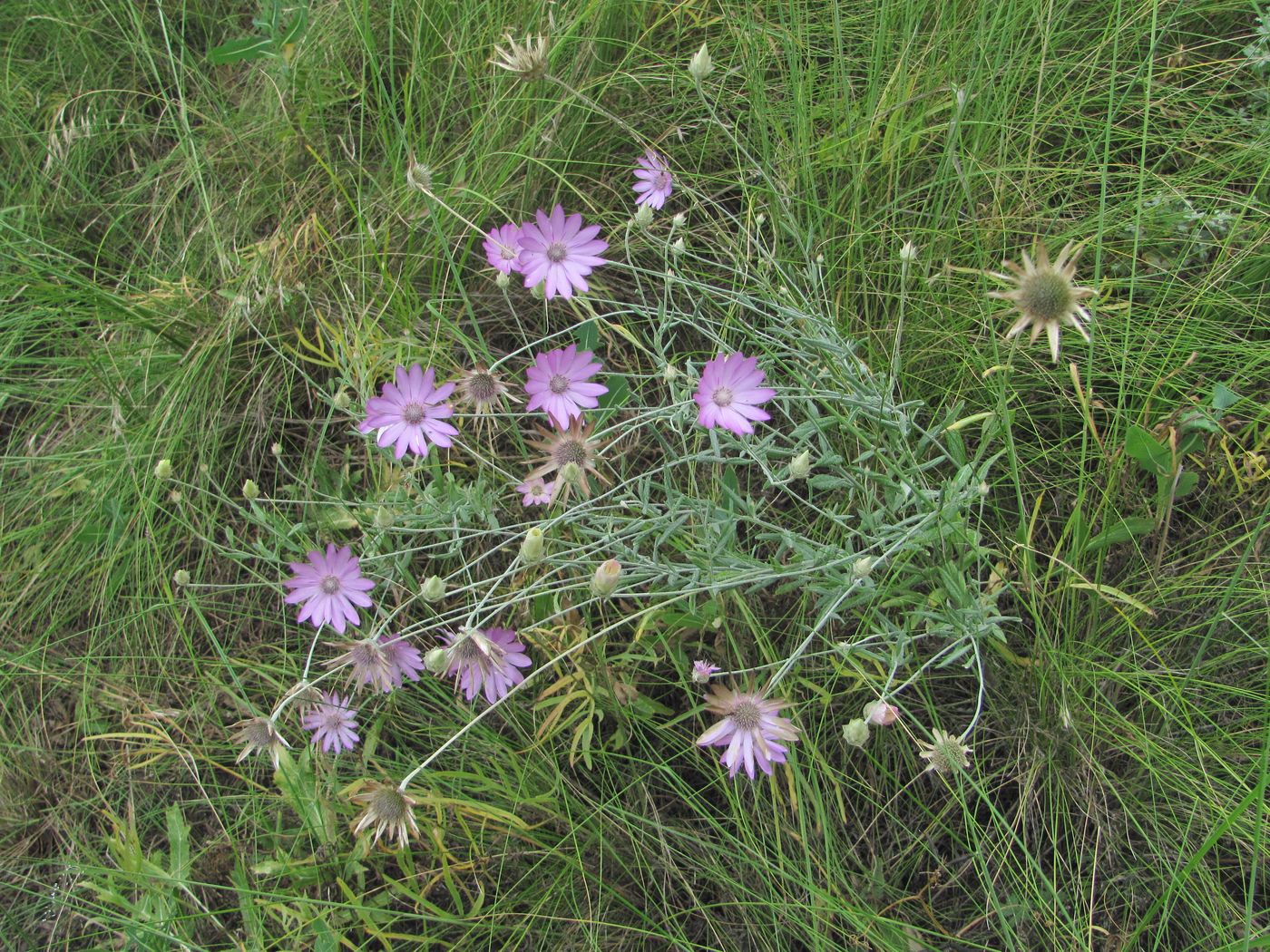 Изображение особи Xeranthemum annuum.