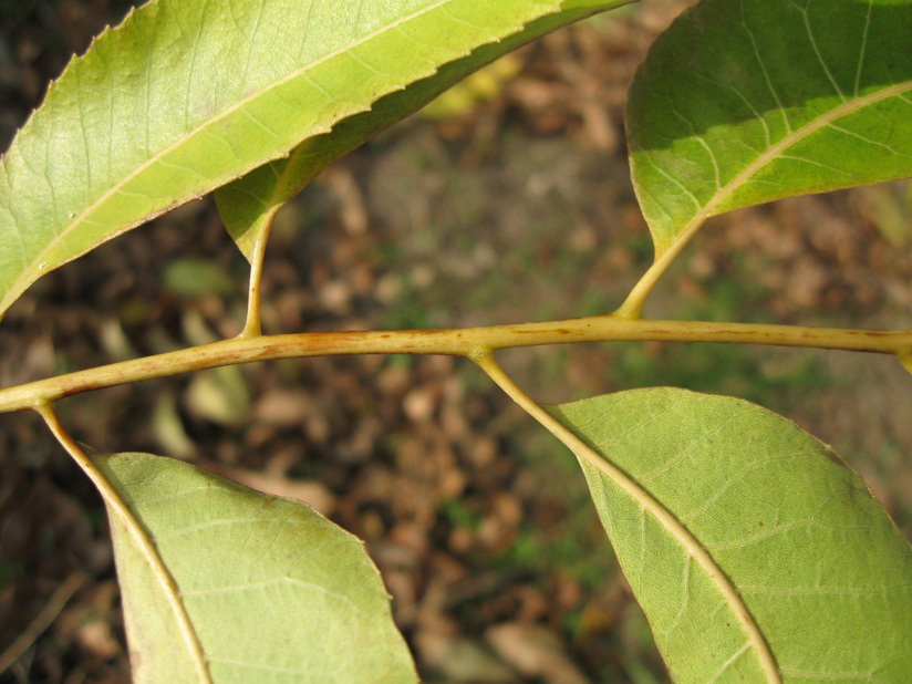 Image of Carya illinoinensis specimen.