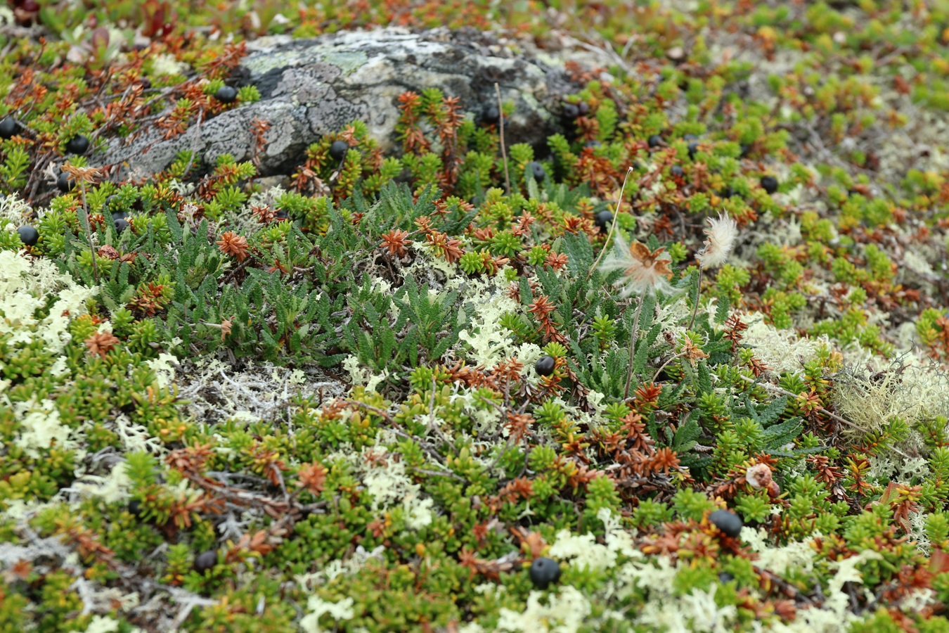 Изображение особи Dryas octopetala ssp. subincisa.