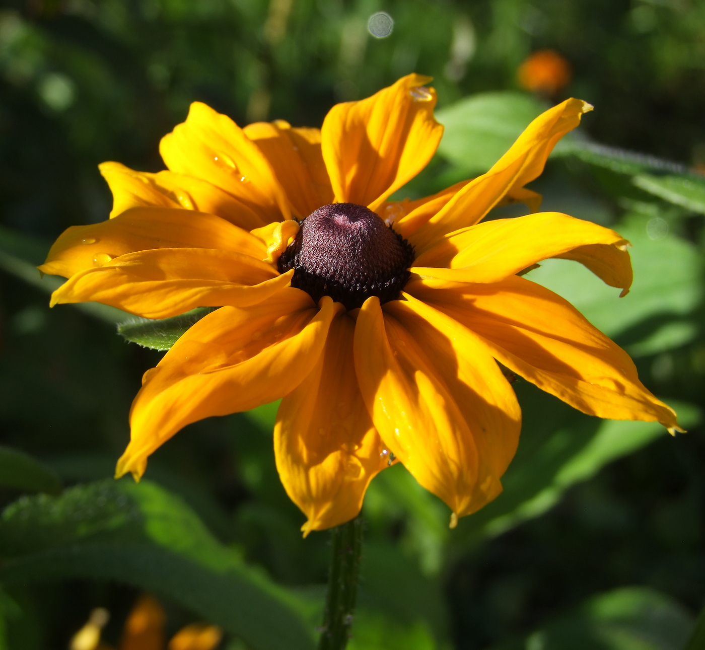 Изображение особи Rudbeckia hirta.