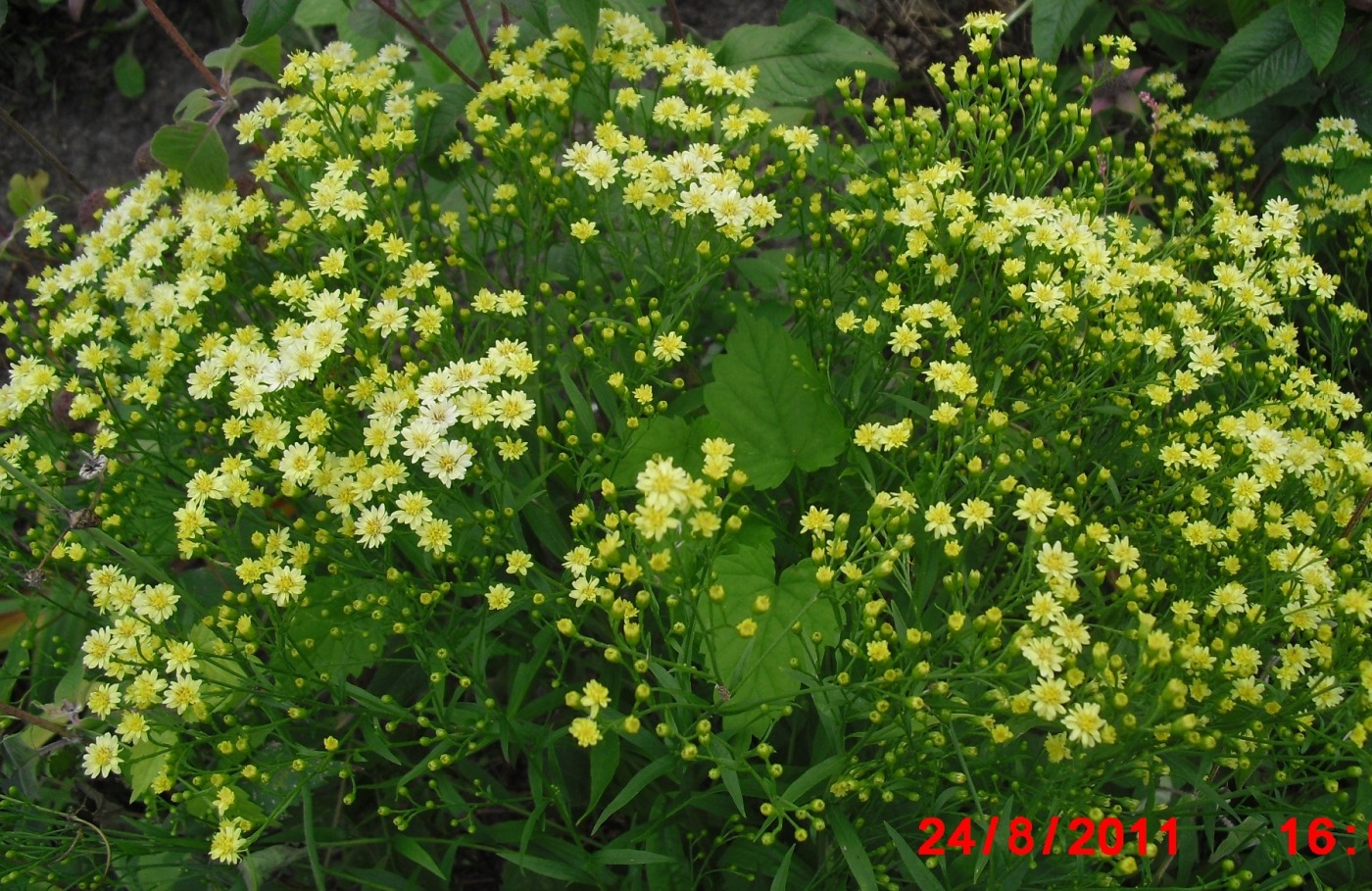 Image of Solidago × lutea specimen.