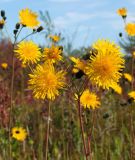 Sonchus arvensis. Верхушка цветущего побега. Магаданская обл., Ольский р-н, окр. Ольского шоссе, заброшенное поле. 30.08.2015.