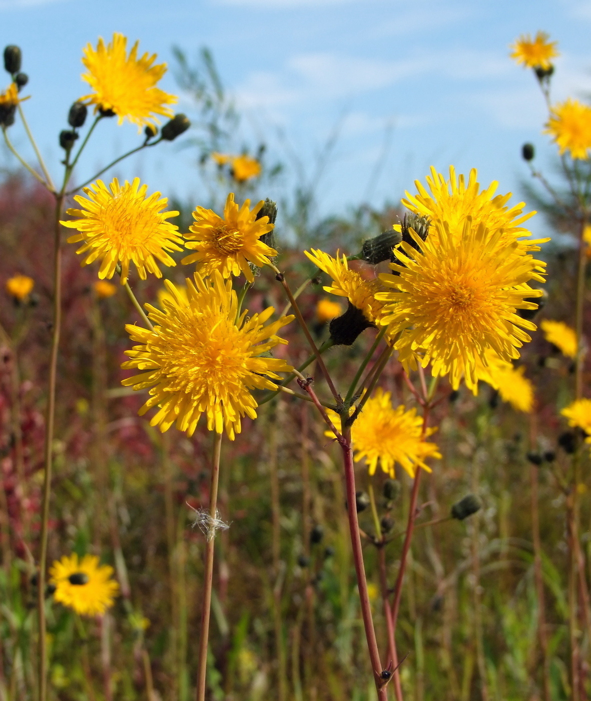 Image of Sonchus arvensis specimen.