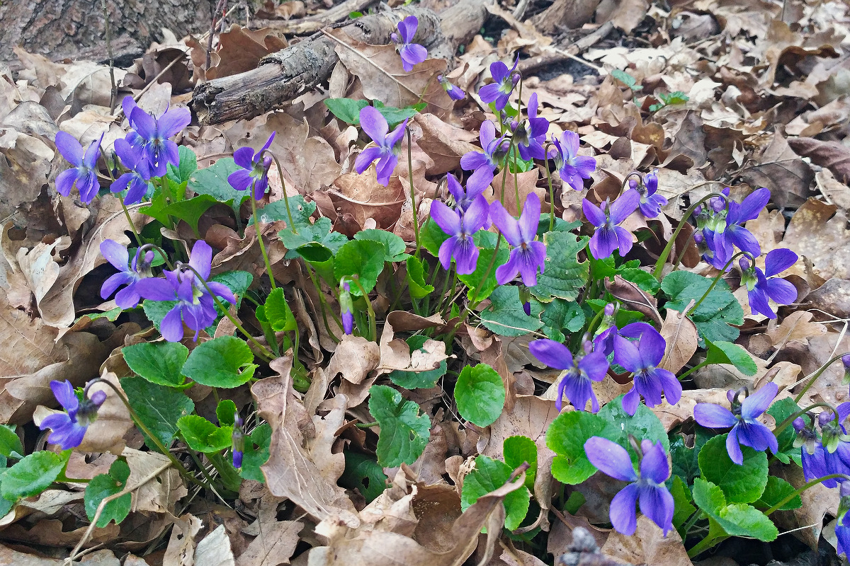 Image of genus Viola specimen.