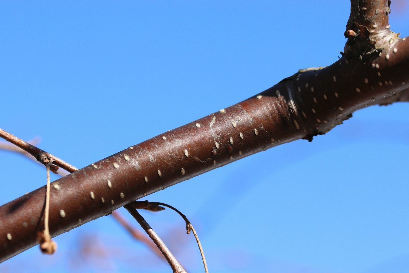 Image of Betula papyrifera specimen.