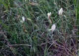 Astragalus ucrainicus
