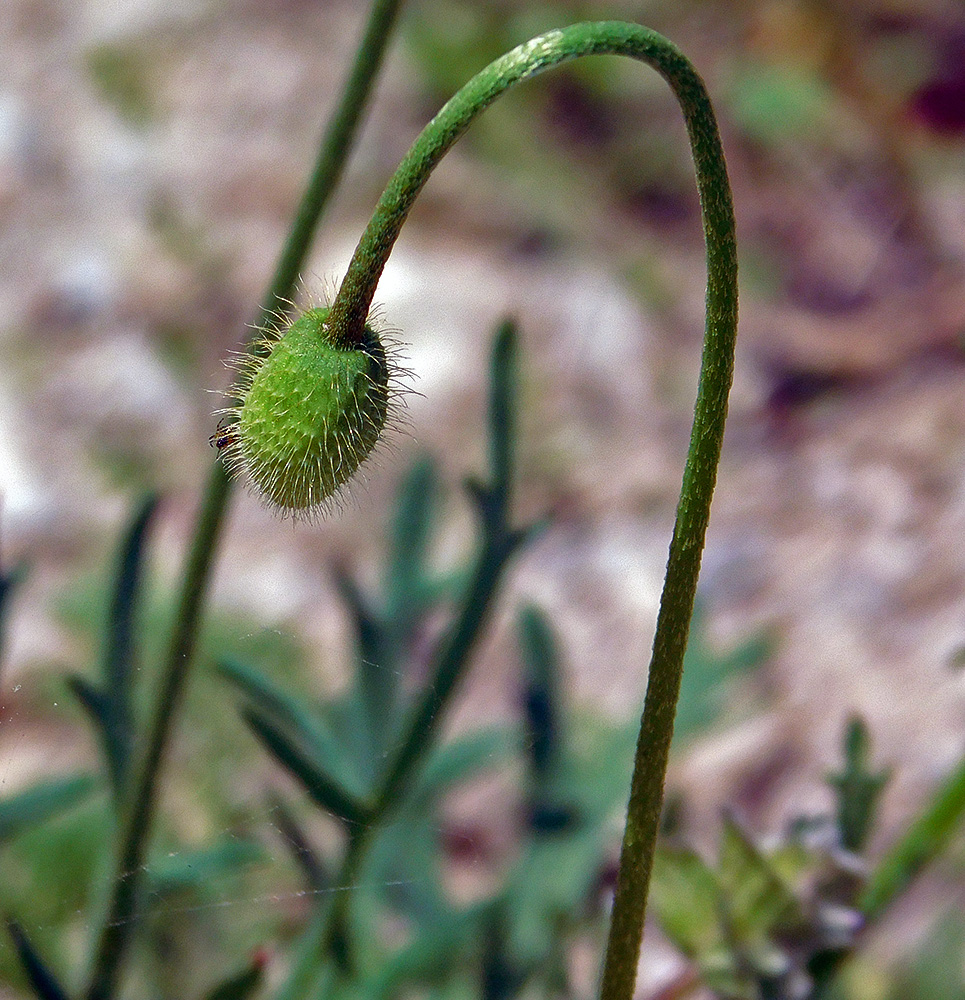 Изображение особи Papaver stevenianum.