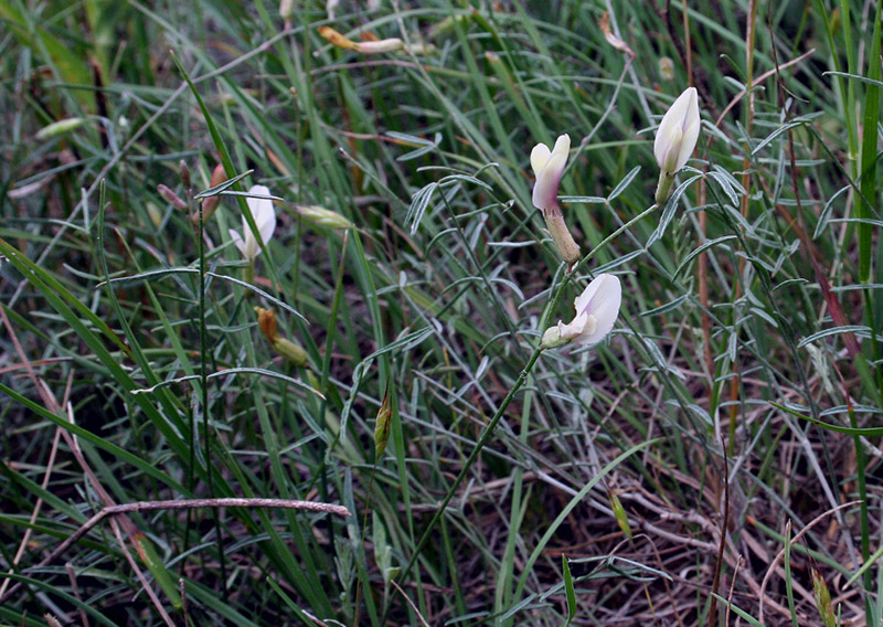 Image of Astragalus ucrainicus specimen.
