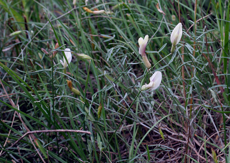 Изображение особи Astragalus ucrainicus.