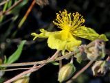 Helianthemum nummularium