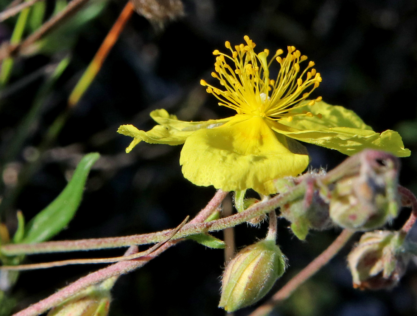 Image of Helianthemum nummularium specimen.