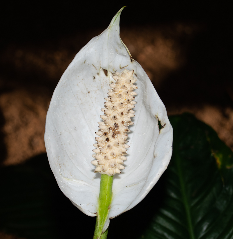 Image of genus Spathiphyllum specimen.