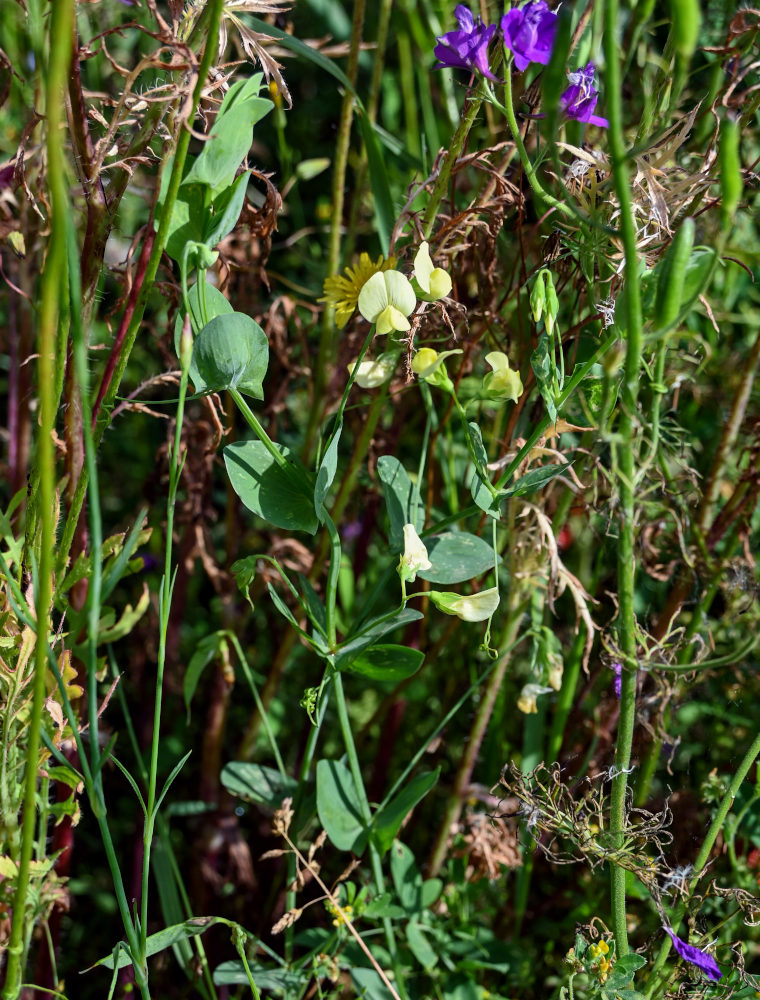 Изображение особи Lathyrus aphaca.