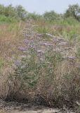 Limonium otolepis