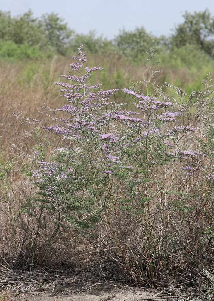 Изображение особи Limonium otolepis.