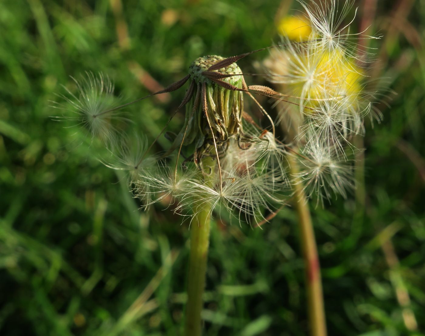 Изображение особи род Taraxacum.