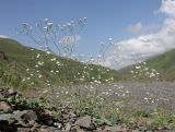 Gypsophila elegans. Цветущее растение. Дагестан, Докузпаринский р-н, окр. с. Куруш, долина р. Чехычай, мелкощебнистый склон. 26 июня 2023 г.