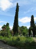 Cupressus sempervirens. Взрослые деревья в парке. Абхазия, Гудаутский р-н, г. Новый Афон. 15 июля 2008 г.