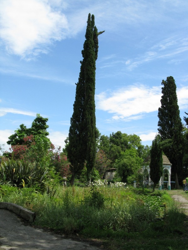 Изображение особи Cupressus sempervirens.