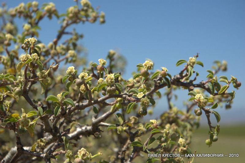 Image of Euphorbia misera specimen.