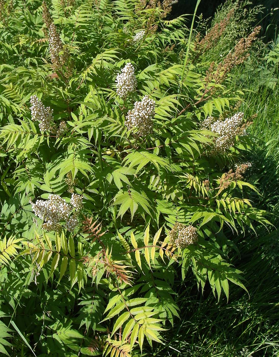 Изображение особи Sorbaria sorbifolia.