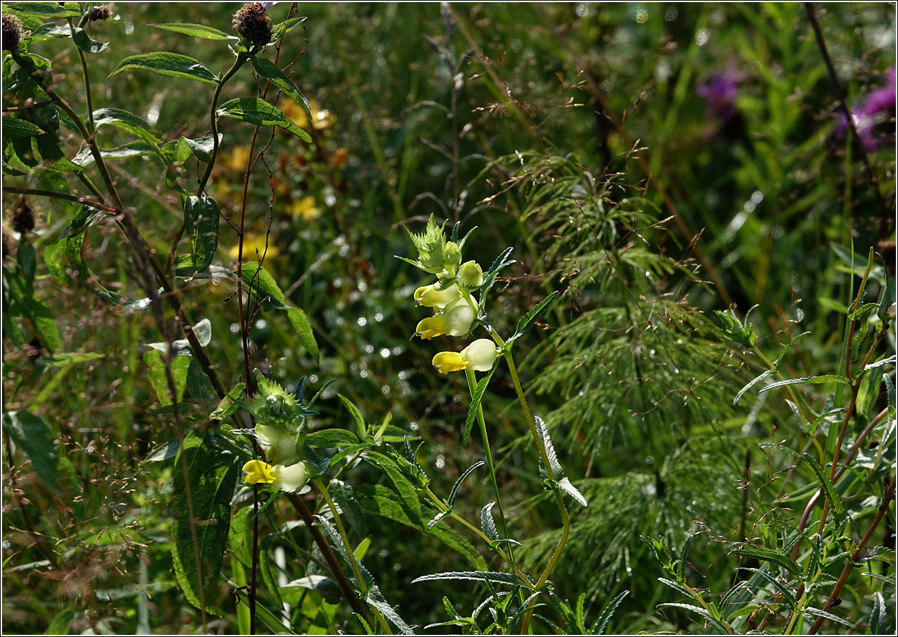 Image of genus Rhinanthus specimen.