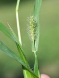 Setaria pumila