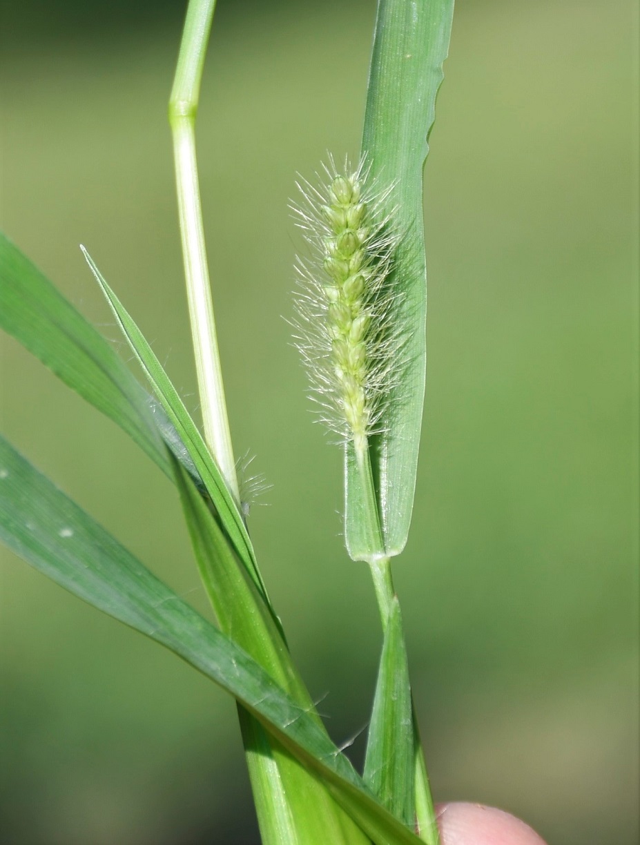 Image of Setaria pumila specimen.
