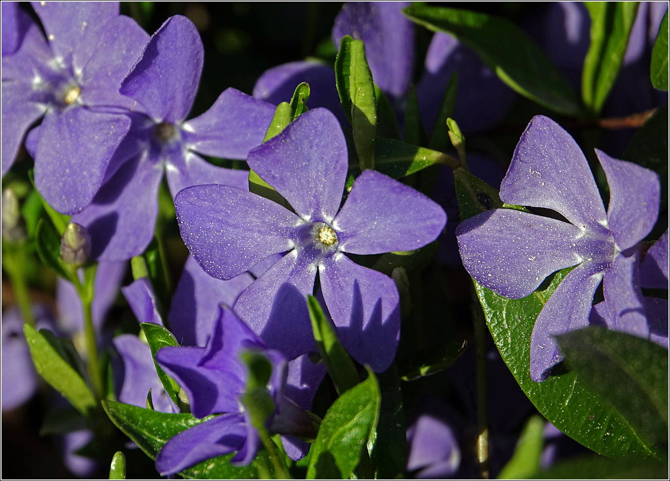 Image of Vinca minor specimen.