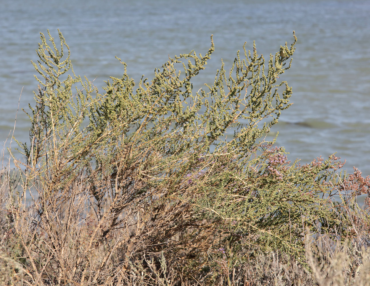 Image of Salsola laricina specimen.