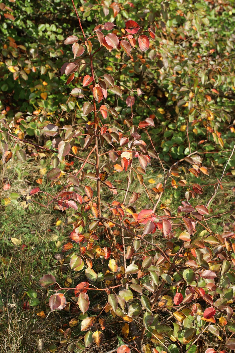 Image of Pyrus pyraster specimen.