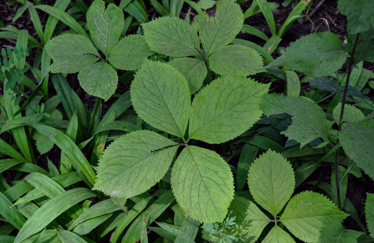 Изображение особи Chloranthus quadrifolius.