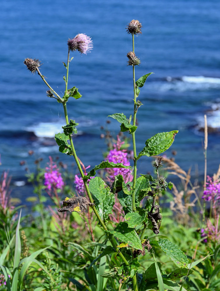 Изображение особи Cirsium weyrichii.