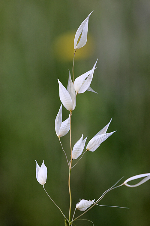 Image of genus Avena specimen.