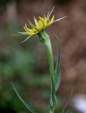 genus Tragopogon. Верхушка побега с соцветием (вид со стороны обёртки). Оренбургская обл., г. Орск, пустырь. 03.07.2023.