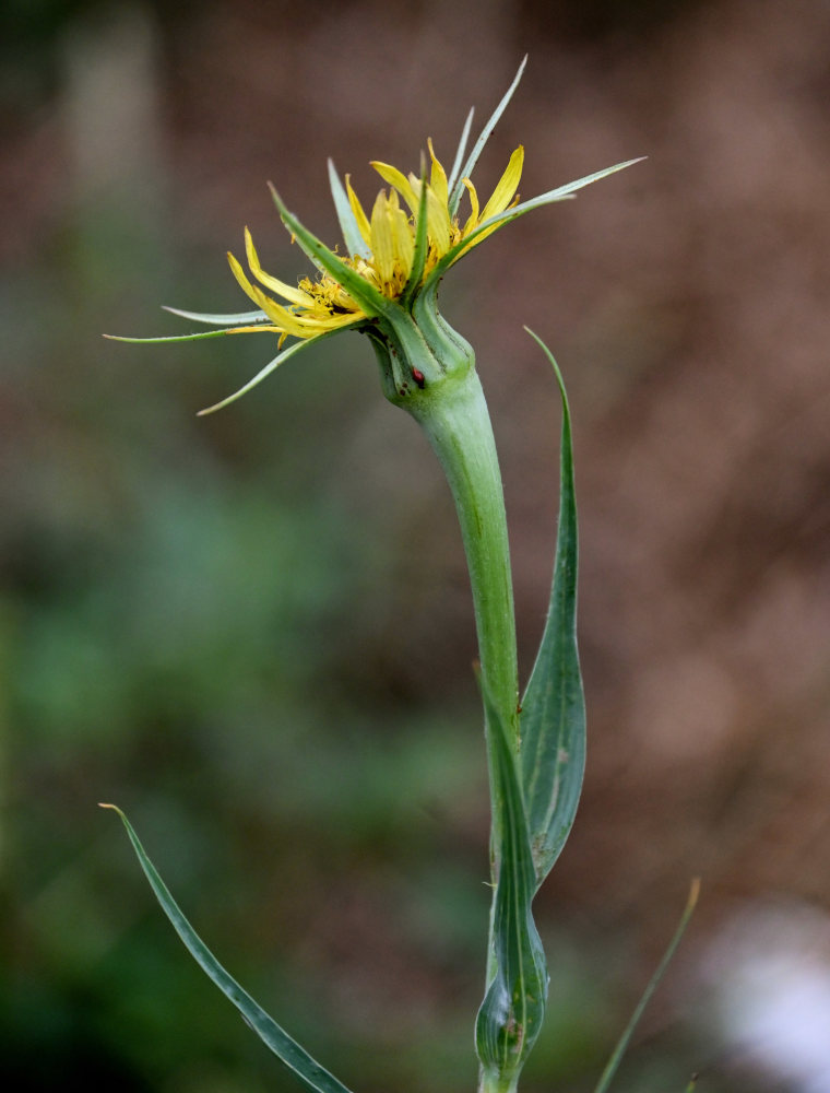 Изображение особи род Tragopogon.