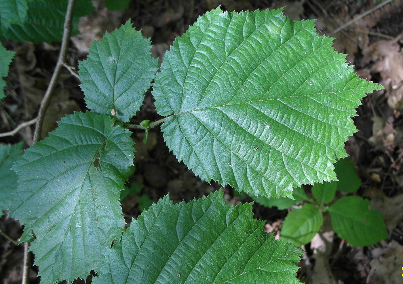 Image of Corylus avellana specimen.