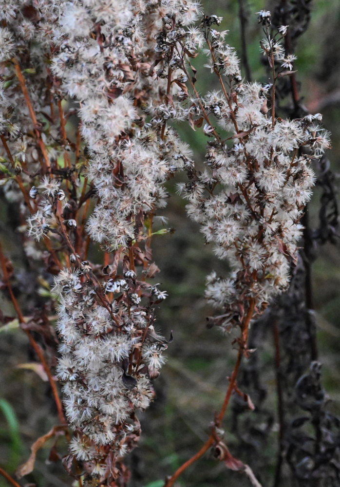 Изображение особи Solidago virgaurea.