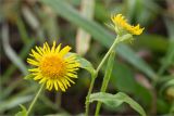 Inula britannica. Верхушки побегов с соцветиями. Нижегородская обл., Володарский р-н, окр. пос. Дубки; берег р. Ока, высокотравный луг. 17.09.2023.