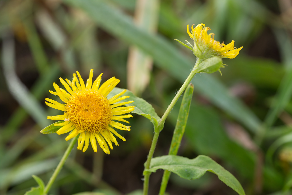 Изображение особи Inula britannica.